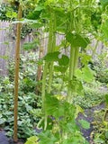 Vegetable Seeds,Garden seeds, Seeds For Planting,Plant Seeds