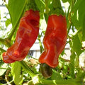 Vegetable Seeds,Garden seeds, Seeds For Planting,Plant Seeds