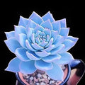 Flower Seeds, Seeds,Seeds For Planting,Plant Seeds