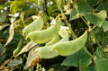 Vegetable Seeds,Garden seeds, Seeds For Planting,Plant Seeds