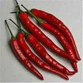 Vegetable Seeds,Garden seeds, Seeds For Planting,Plant Seeds