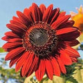 Flower Seeds, Seeds,Seeds For Planting,Plant Seeds
