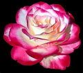 Flower Seeds, Seeds,Seeds For Planting,Plant Seeds