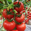 Vegetable Seeds,Garden seeds, Seeds For Planting,Plant Seeds