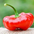 Vegetable Seeds,Garden seeds, Seeds For Planting,Plant Seeds