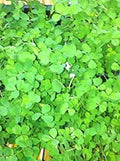 Flower Seeds, Seeds,Seeds For Planting,Plant Seeds
