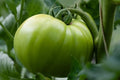 Vegetable Seeds,Garden seeds, Seeds For Planting,Plant Seeds