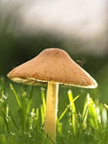 Vegetable Seeds,Garden seeds, Seeds For Planting,Plant Seeds