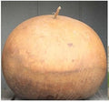 Vegetable Seeds,Garden seeds, Seeds For Planting,Plant Seeds