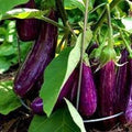 Vegetable Seeds,Garden seeds, Seeds For Planting,Plant Seeds