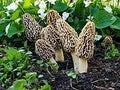 Vegetable Seeds,Garden seeds, Seeds For Planting,Plant Seeds