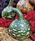 Vegetable Seeds,Garden seeds, Seeds For Planting,Plant Seeds