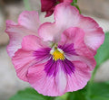 Flower Seeds, Seeds,Seeds For Planting,Plant Seeds