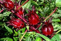 Vegetable Seeds,Garden seeds, Seeds For Planting,Plant Seeds