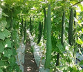 Vegetable Seeds,Garden seeds, Seeds For Planting,Plant Seeds