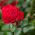 Flower Seeds, Seeds,Seeds For Planting,Plant Seeds