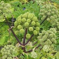 Herb Seeds,Garden seeds, Seeds For Planting,Plant Seeds