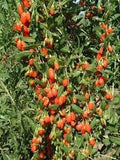 Vegetable Seeds,Garden seeds, Seeds For Planting,Plant Seeds