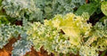 Vegetable Seeds,Garden seeds, Seeds For Planting,Plant Seeds