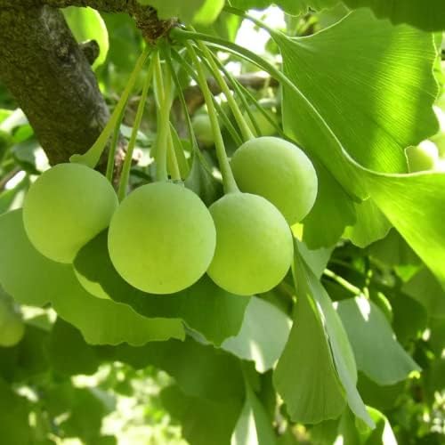 Ginkgo Biloba fruit seeds for planting - Heirloom & Non-GMO Garden seeds, ancient tree with unique garden appeal
