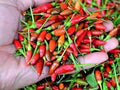 Vegetable Seeds,Garden seeds, Seeds For Planting,Plant Seeds