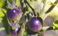 Vegetable Seeds,Garden seeds, Seeds For Planting,Plant Seeds