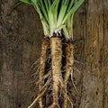 Vegetable Seeds,Garden seeds, Seeds For Planting,Plant Seeds