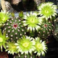 Vegetable Seeds,Garden seeds, Seeds For Planting,Plant Seeds
