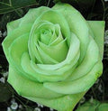 Flower Seeds, Seeds,Seeds For Planting,Plant Seeds