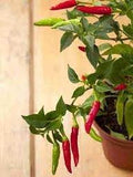 Vegetable Seeds,Garden seeds, Seeds For Planting,Plant Seeds