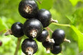 Fruit Seeds,Garden seeds, Seeds For Planting,Plant Seeds