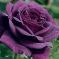 Flower Seeds, Seeds,Seeds For Planting,Plant Seeds