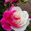 Pink White Rose Flower Seeds for Planting – Heirloom, Non-GMO, Fragrant High Germination Organic Garden Seeds