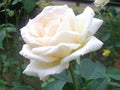Flower Seeds, Seeds,Seeds For Planting,Plant Seeds