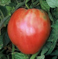Vegetable Seeds,Garden seeds, Seeds For Planting,Plant Seeds