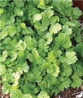 Vegetable Seeds,Garden seeds, Seeds For Planting,Plant Seeds
