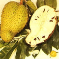 Fruit Seeds,Garden seeds, Seeds For Planting,Plant Seeds