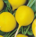Vegetable Seeds,Garden seeds, Seeds For Planting,Plant Seeds