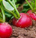 Vegetable Seeds,Garden seeds, Seeds For Planting,Plant Seeds