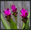 Flower Seeds, Seeds,Seeds For Planting,Plant Seeds
