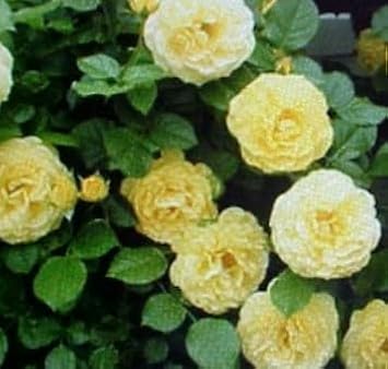 Flower Seeds, Seeds,Seeds For Planting,Plant Seeds