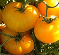 Vegetable Seeds,Garden seeds, Seeds For Planting,Plant Seeds