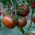 Vegetable Seeds,Garden seeds, Seeds For Planting,Plant Seeds