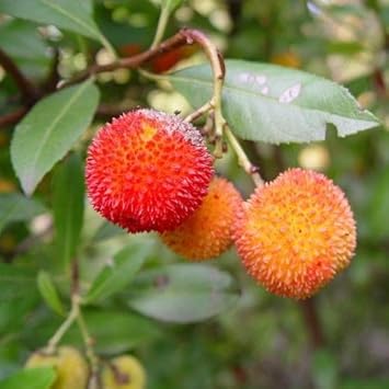 Fruit Seeds,Garden seeds, Seeds For Planting,Plant Seeds