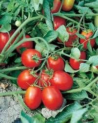 Vegetable Seeds,Garden seeds, Seeds For Planting,Plant Seeds