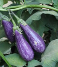 Vegetable Seeds,Garden seeds, Seeds For Planting,Plant Seeds