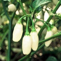 Vegetable Seeds,Garden seeds, Seeds For Planting,Plant Seeds