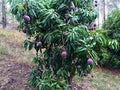 Fruit Seeds,Garden seeds, Seeds For Planting,Plant Seeds