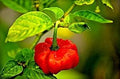 Vegetable Seeds,Garden seeds, Seeds For Planting,Plant Seeds