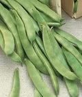 Vegetable Seeds,Garden seeds, Seeds For Planting,Plant Seeds